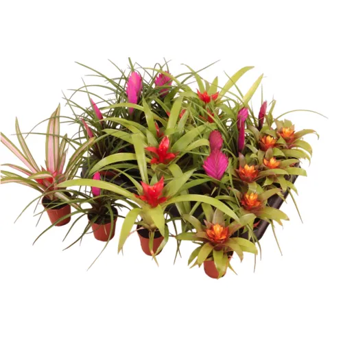 Junai.nl Bromelia Gemengd | 5 cm pot | 17 cm | per stuk