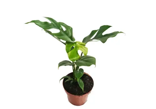 Junai.nl Monstera | 7 cm pot | 20 cm hoog