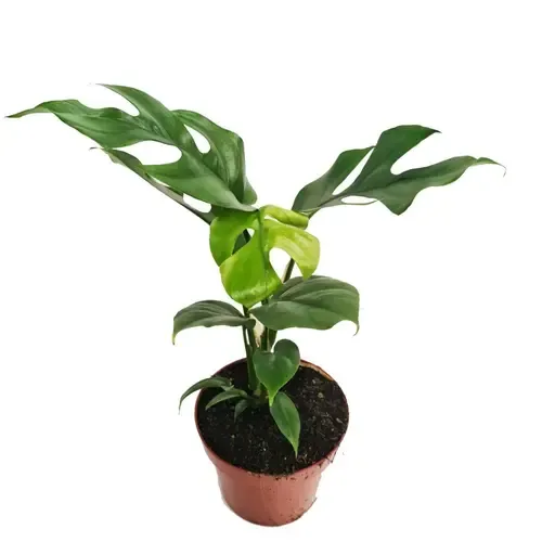Junai.nl Monstera | 7 cm pot | 20 cm hoog