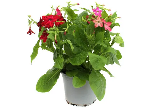 Junai.nl Nicotiana gemengde kleuren | Per stuk | 25 cm hoog | 10,5 cm pot