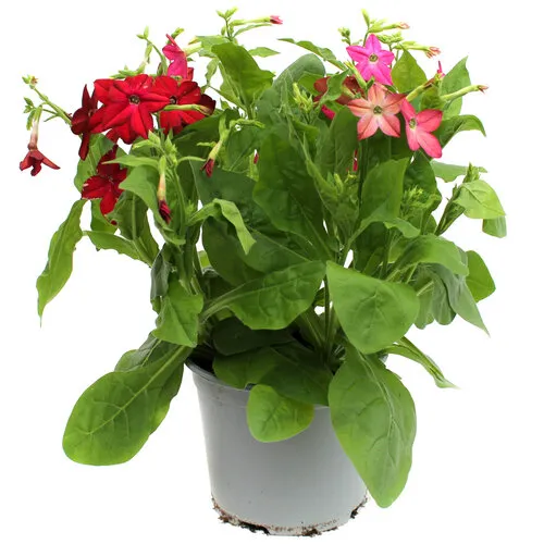 Junai.nl Nicotiana gemengde kleuren | Per stuk | 25 cm hoog | 10,5 cm pot