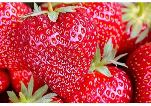 Junai.nl Fragaria Big Fruit | Reuzen Aardbei | 14 cm hoog | 9 cm pot