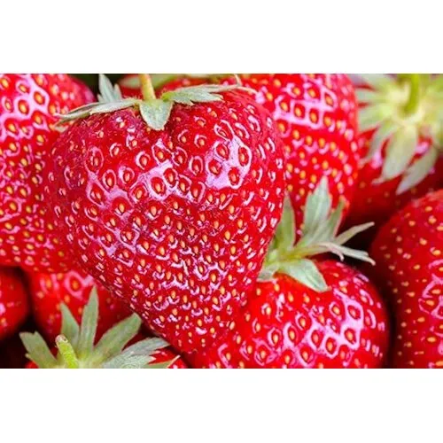 Junai.nl Fragaria Big Fruit | Reuzen Aardbei | 14 cm hoog | 9 cm pot