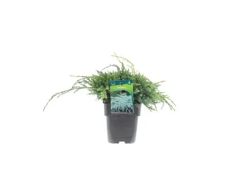 Junavera Juniperus squamata 'Blue Carpet' | 20 cm hoog | 13 cm pot