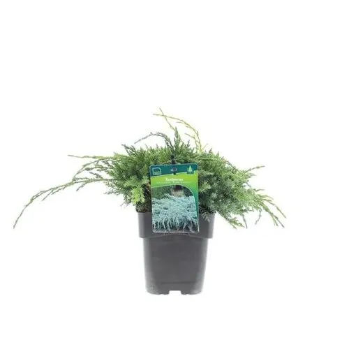 Junavera Juniperus squamata 'Blue Carpet' | 20 cm hoog | 13 cm pot