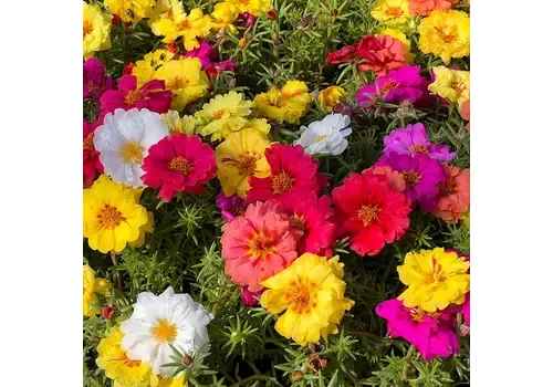 Junai.nl Portulaca | 18 cm hoog | 11 cm pot