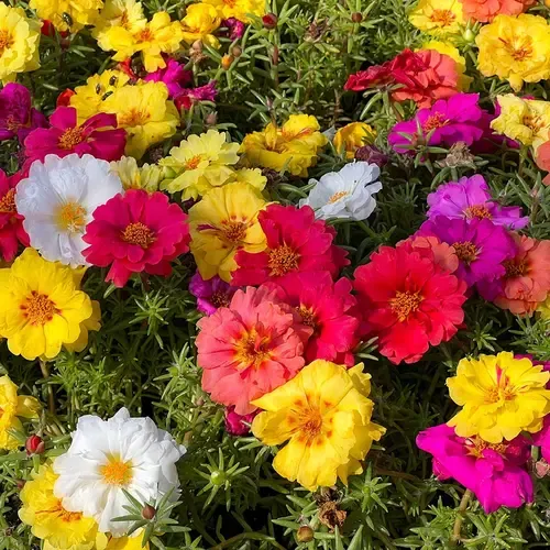 Junai.nl Portulaca | 18 cm hoog | 11 cm pot