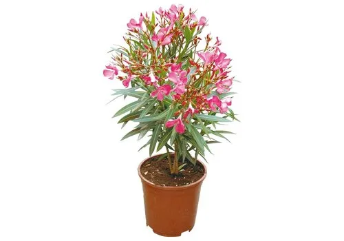 Junai.nl Nerium Oleander | 50 cm hoog | 17 cm pot