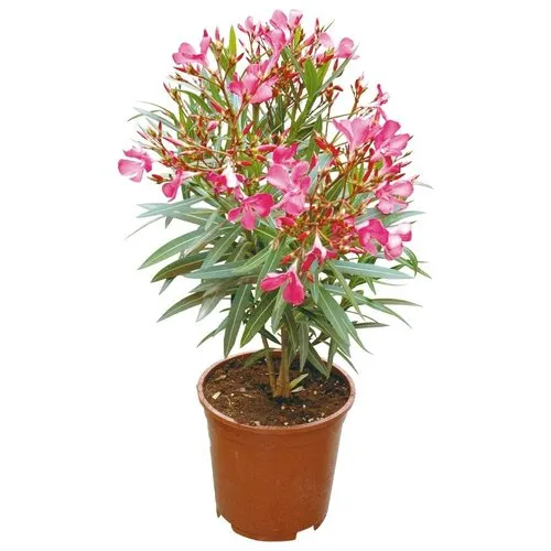 Junai.nl Nerium Oleander | 50 cm hoog | 17 cm pot