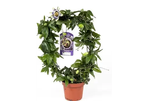 Junai.nl Passiflora caerulea | rond opgebonden | 40 cm hoog | 12 cm pot