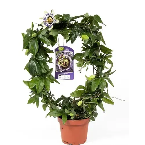 Junai.nl Passiflora caerulea | rond opgebonden | 40 cm hoog | 12 cm pot