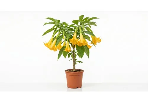Junai.nl Brugmansia | Engelentrompet mix kleuren | 70 cm hoog | 23 cm pot | Per stuk