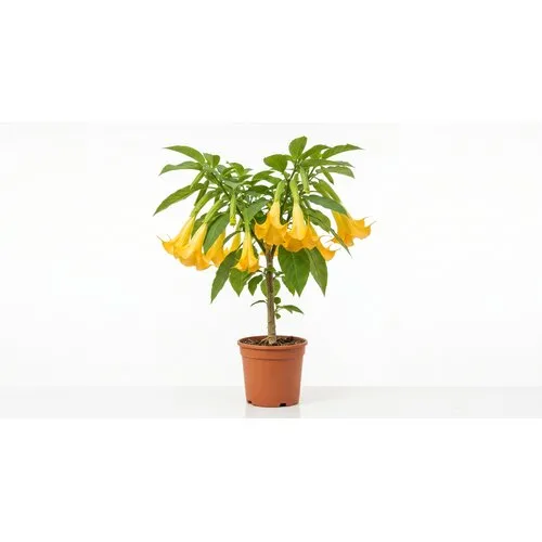 Junai.nl Brugmansia | Engelentrompet mix kleuren | 70 cm hoog | 23 cm pot | Per stuk