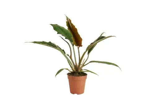 Junai.nl Philodendron bipinnatifidum | 12 cm pot | 35 cm hoog