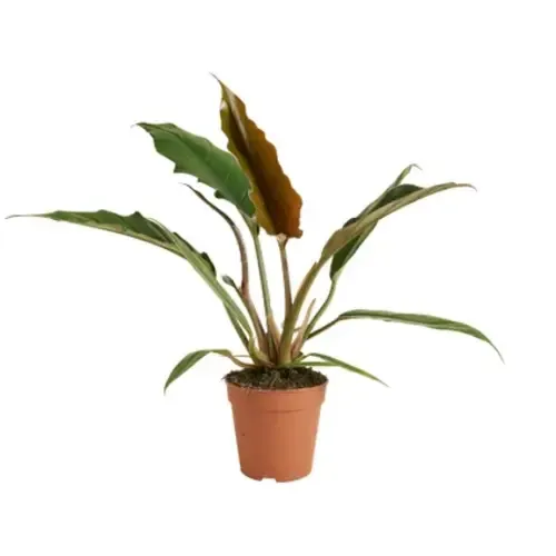 Junai.nl Philodendron bipinnatifidum | 12 cm pot | 35 cm hoog