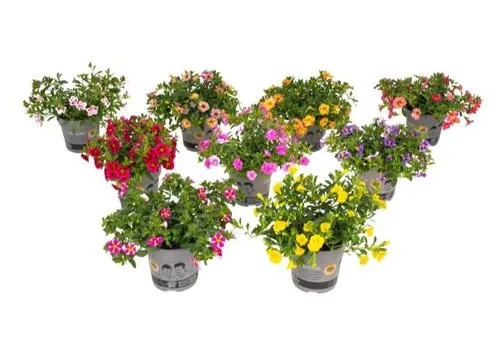 Junavera Petunia Minifamous | gemengde kleuren | 10 cm pot | ca. 10–15 cm hoog | per stuk