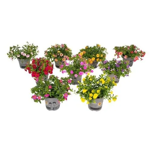 Junavera Petunia Minifamous | gemengde kleuren | 10 cm pot | ca. 10–15 cm hoog | per stuk