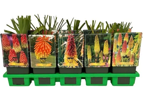 Junavera Kniphofia uvaria mix | per stuk | 11 cm pot | ca. 10 tot 25 cm hoog