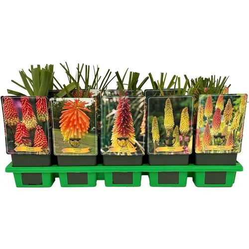JUNAVERA Kniphofia uvaria mix | per stuk | 11 cm pot | ca. 10 tot 25 cm hoog