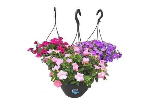 JUNAVERA Petunia in hangpot | diverse kleuren | 21 cm pot | ca. 20 tot 30 cm hoog | per stuk
