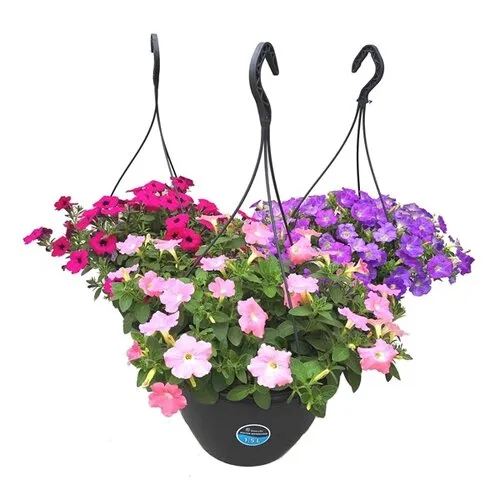JUNAVERA Petunia in hangpot | diverse kleuren | 21 cm pot | ca. 20 tot 30 cm hoog | per stuk