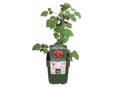 Junavera BIO Japanse wijnbes | 13 cm pot | 30 cm hoog