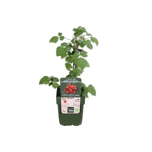 Junavera BIO Japanse wijnbes | 13 cm pot | 30 cm hoog