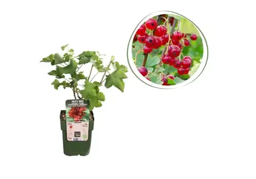 Junavera BIO Aalbes | 30 cm hoog | 13 cm pot