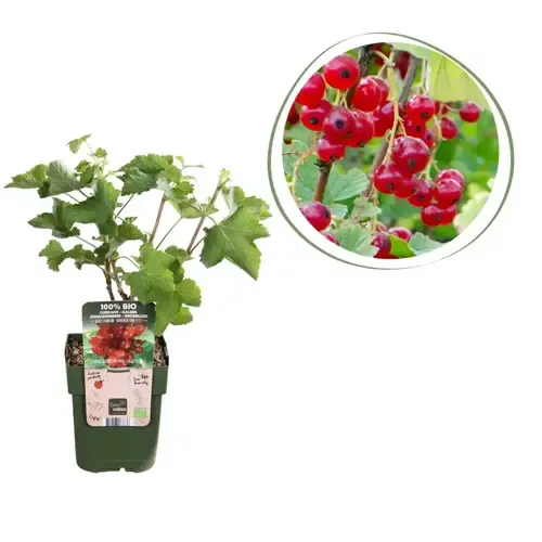 Junavera BIO Aalbes | 30 cm hoog | 13 cm pot