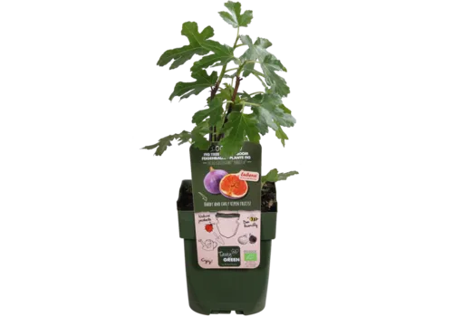 Junavera BIO Ficus carica Gustissimo Perretta | Vijgenboom | 30 cm hoog | 13 cm pot