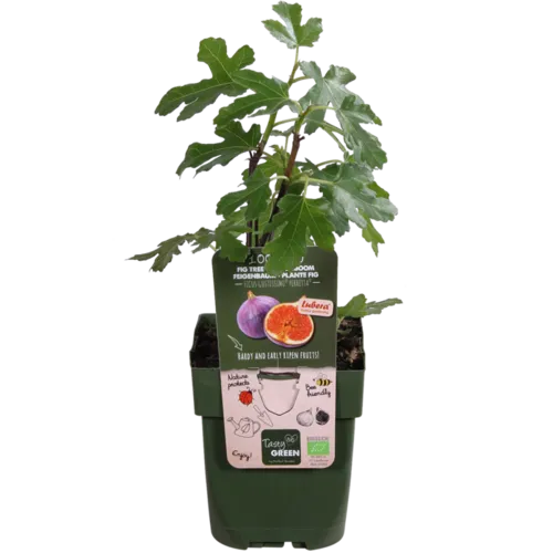 Junavera BIO Ficus carica Gustissimo Perretta | Vijgenboom | 30 cm hoog | 13 cm pot
