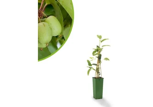 Junavera BIO Kiwibes | 30 cm hoog | 13 cm pot