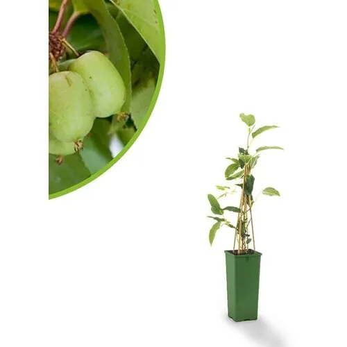 Junavera BIO Kiwibes | 30 cm hoog | 13 cm pot