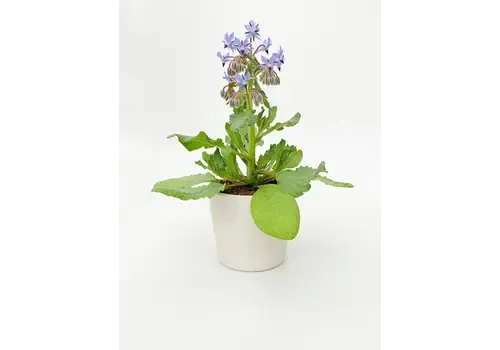Junavera Tuinkruiden Borage | Komkommerkruid | 12 cm pot | 30 cm hoog