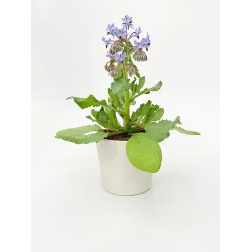 Junavera Tuinkruiden Borage | Komkommerkruid | 12 cm pot | 30 cm hoog