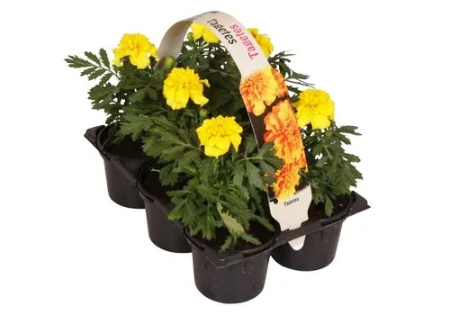 Junavera Tray Afrikaantjes Tagetes kleurmix | 6 stuks | ca. 10 cm | 9 cm pot