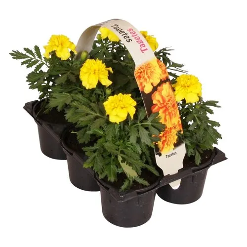 Junavera Tray Afrikaantjes Tagetes kleurmix | 6 stuks | ca. 10 cm | 9 cm pot
