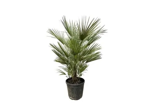 Junavera Chamaerops humilis | Europese dwergpalm | 150 cm hoog | 30 cm pot