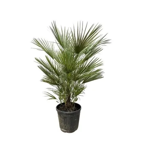 Junavera Chamaerops humilis | Europese dwergpalm | 150 cm hoog | 30 cm pot