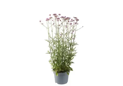 Junavera Aster novi belgii Starletta | Gemengde kleuren | 15 cm hoog | 12 cm pot | Per stuk