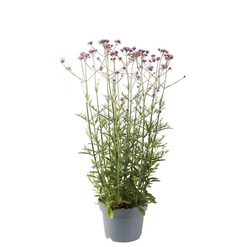 Junavera Aster novi belgii Starletta | Gemengde kleuren | 15 cm hoog | 12 cm pot | Per stuk