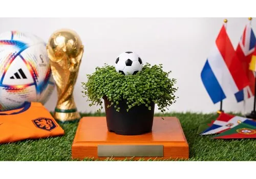 Junavera Soleirolia soleirolii met voetbal | WK plant | 15 cm hoog | 9 cm pot