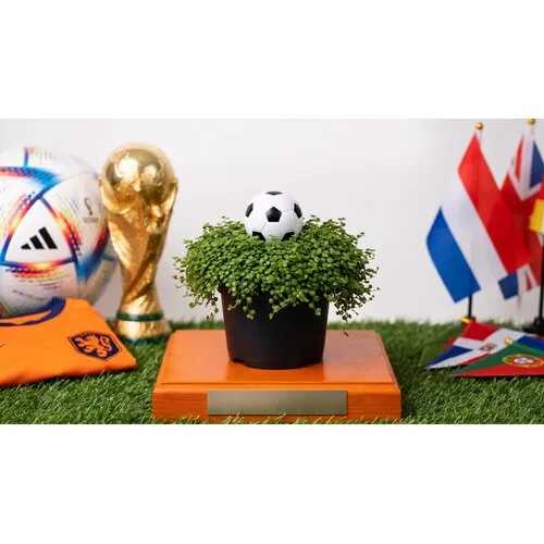 Junavera Soleirolia soleirolii met voetbal | WK plant | 15 cm hoog | 9 cm pot