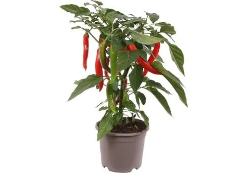 JUNAVERA Hot Boy Capsicum annuum peperplant | 40 cm hoog | 13 cm pot