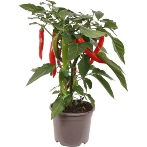 JUNAVERA Hot Boy Capsicum annuum peperplant | 40 cm hoog | 13 cm pot