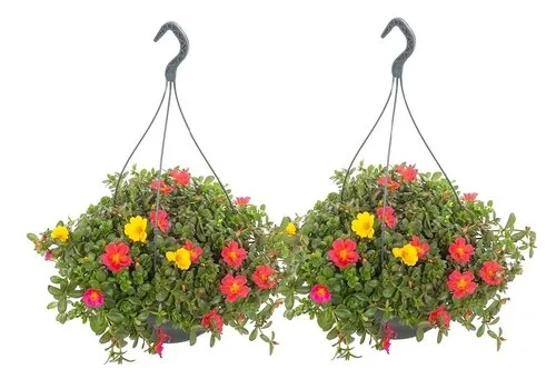 JUNAVERA Portulaca gemengde kleuren | 27 cm hangpot | 20 tot 30 cm hoog | per stuk