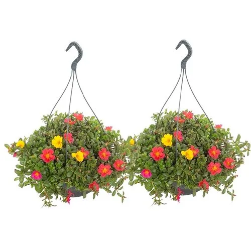 JUNAVERA Portulaca gemengde kleuren | 27 cm hangpot | 20 tot 30 cm hoog | per stuk