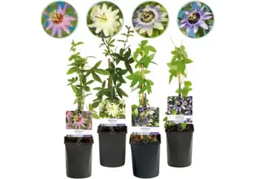 JUNAVERA Passiflora mix | Passieflora diverse kleuren | 50 cm hoog | 12 cm pot | per stuk