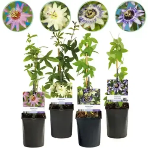 JUNAVERA Passiflora mix | Passieflora diverse kleuren | 50 cm hoog | 12 cm pot | per stuk