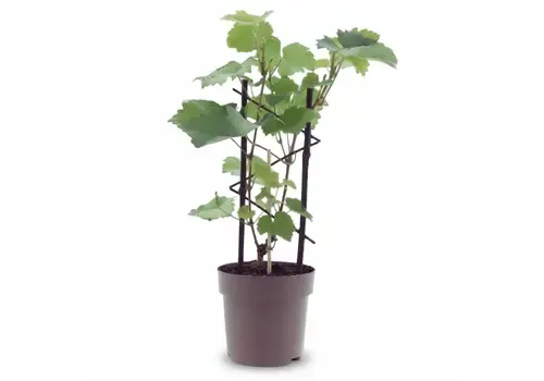 JUNAVERA Vitis vinifera 'Muskaat van Alexandrië' | 40 cm hoog | 15 cm pot